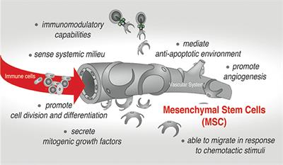 Mesenchymal Stem Cells Secretory Responses: Senescence Messaging Secretome and Immunomodulation Perspective